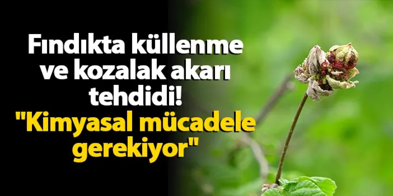 Fındıkta küllenme ve kozalak akarı tehdidi! "Kimyasal mücadele gerekiyor"