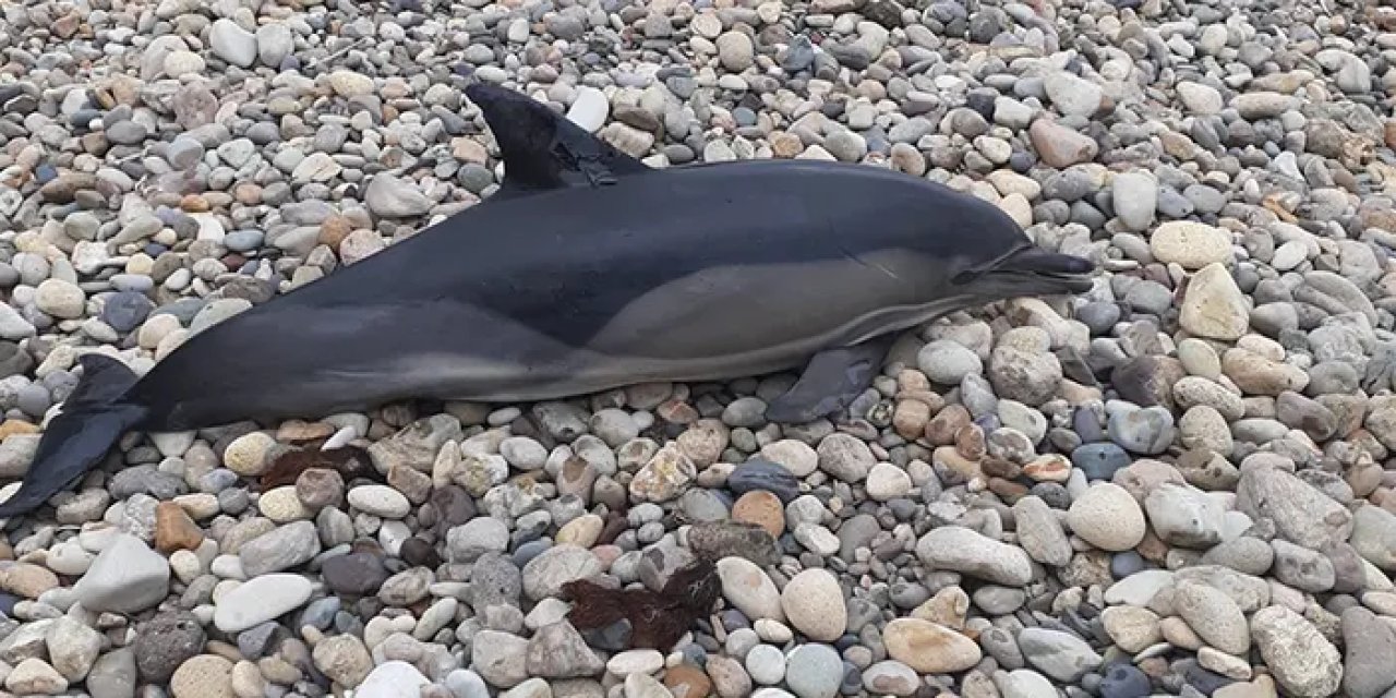 Ordu'da 1,5 metrelik ölü yunus balığı sahile vurdu