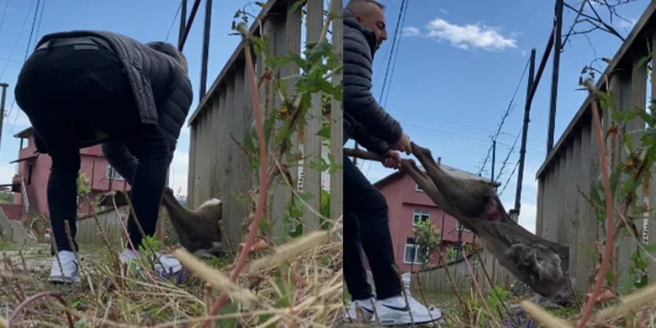 Rize'de korkuluklara sıkışan karacayı böyle kurtardı