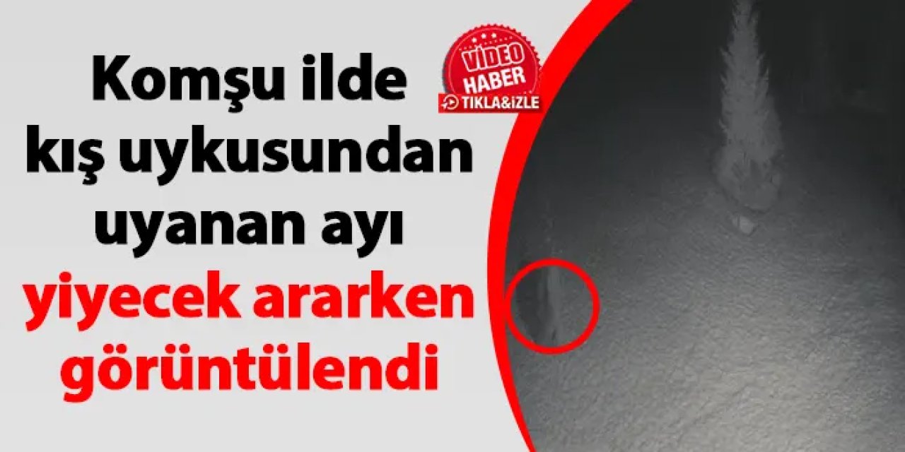 Komşu ilde kış uykusundan uyanan ayı yiyecek ararken görüntülendi