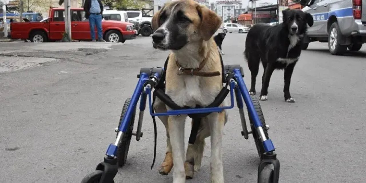 Ordu omurgası kırılan köpeğine 4 tekerlekli yürüteç yaptı
