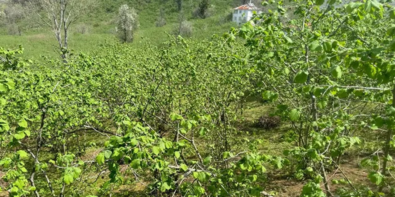 Giresun Üniversitesi harekete geçti! Fındık için yeni projeler hazırlanacak