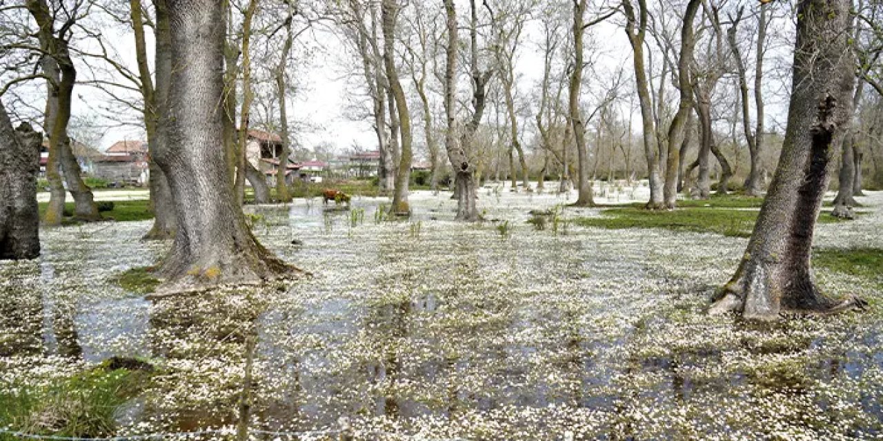 Cennetten bir köşe: Kızılırmak Deltası ziyaretçilerini ağırlıyor