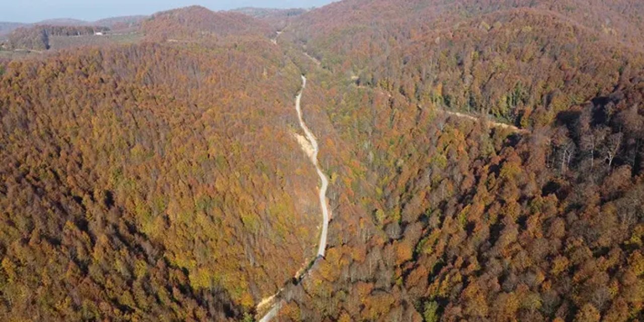 Karadeniz Bölgesinde orman tahribi tehlikesi! 4 temel sorun