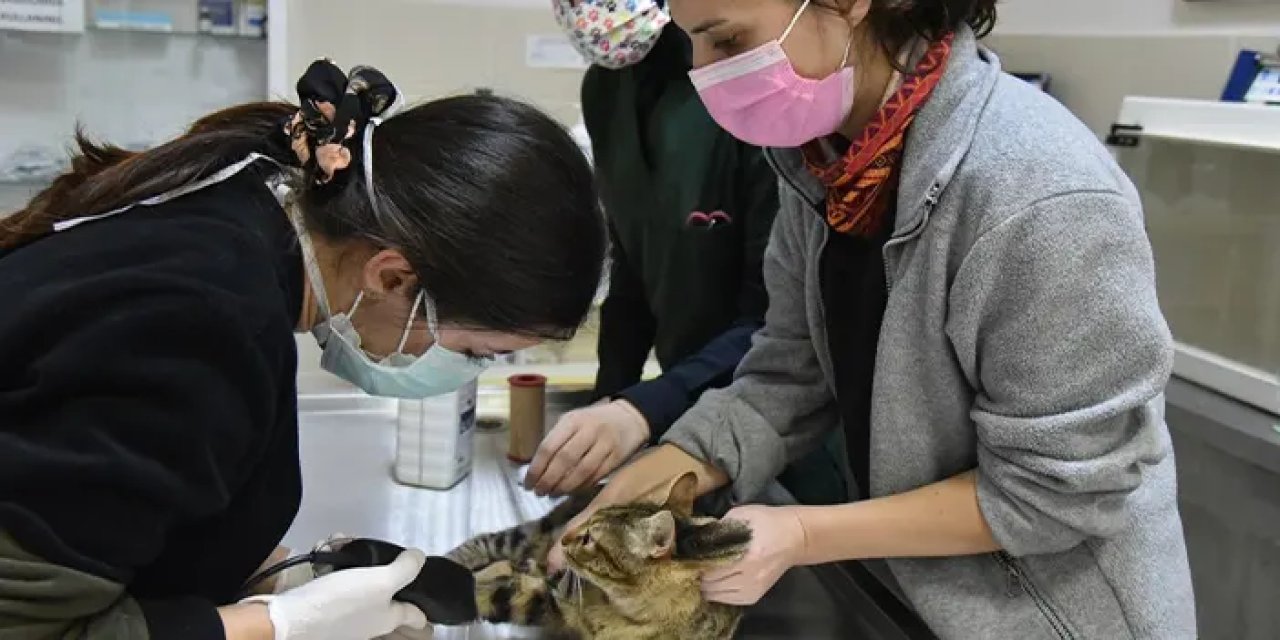 Samsun'da 6 bin 580 hayvan tedavi edildi!