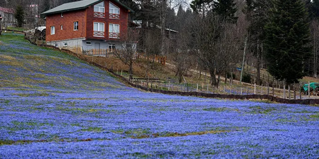 Trabzon'da Kadıralak Yaylası’nda, ‘mavi yıldız’ zamanı!