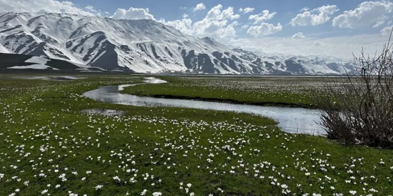 Bahar geldi! Hakkari Yüksekova'da kardelen ve çiğdemler büyüledi