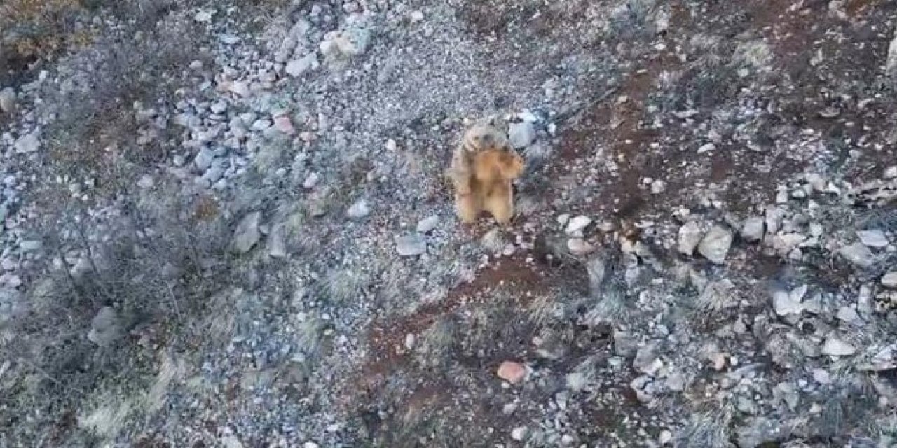 Gümüşhane'de kış uykusundan uyanan ayı görüntülendi