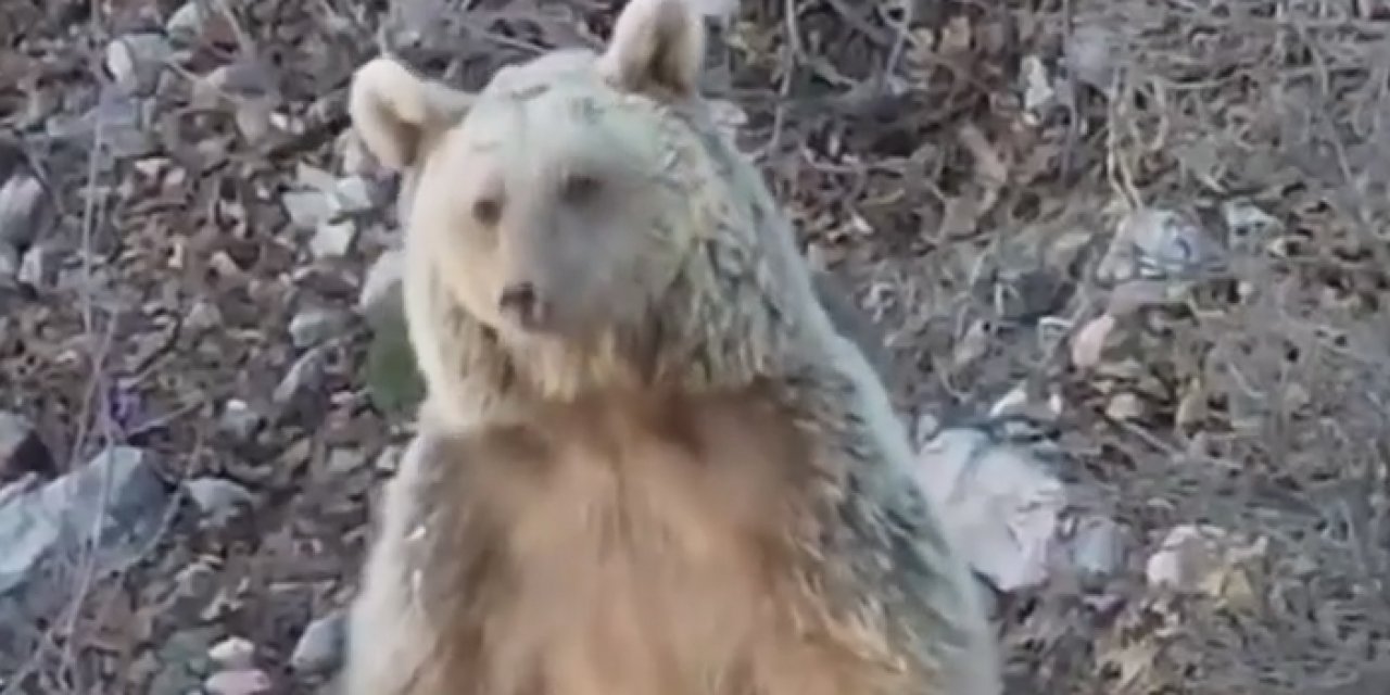 Gümüşhane'de dağlık alandaki ayı dronla görüntülendi