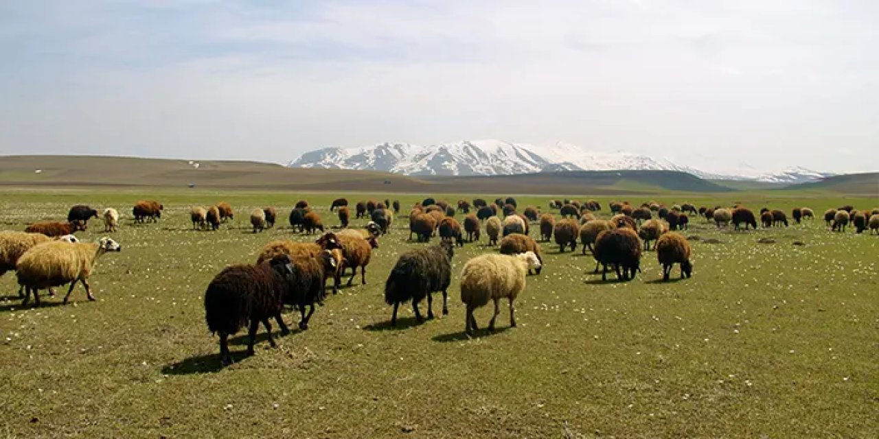 Bayburt’ta meralar küçükbaş hayvanlarla şenlendi
