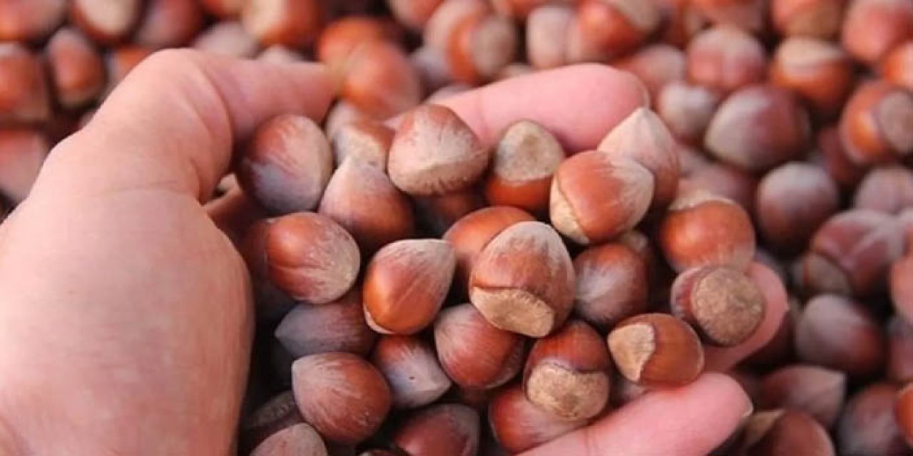 TMO kabuklu fındık satışına başlıyor