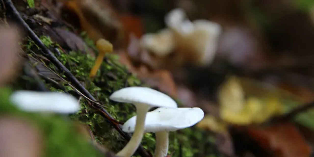 İlkbahar ve sonbaharda artıyor! Mantar zehirlenmelerine dikkat
