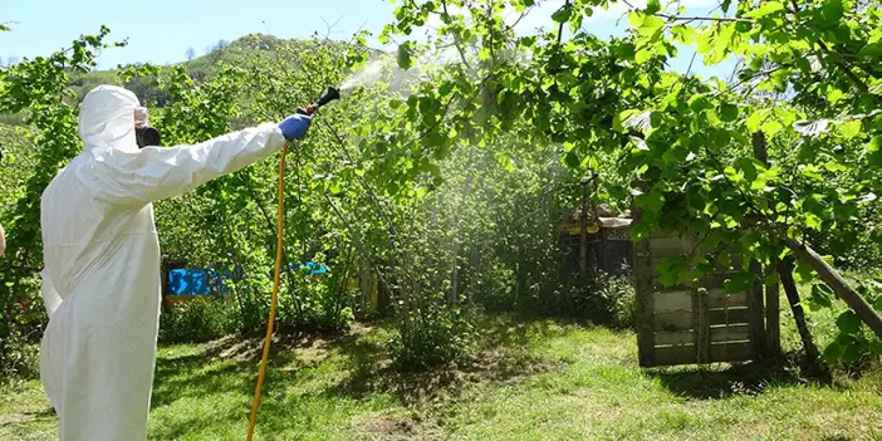 Ordu'da kimyasal mücadele yapılan yerlerde kahverengi kokarca azaldı