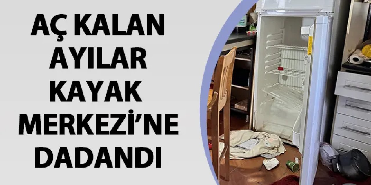 Artvin'de kayak merkezindeki 7 yapıya ayılar zarar verdi
