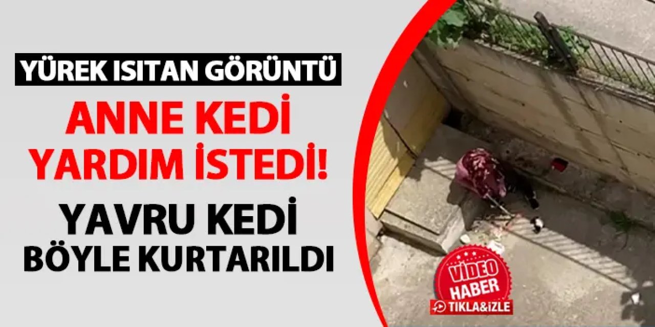 Yürek ısıtan görüntüler: Anne kedi yardım istedi! Yavrusu böyle kurtarıldı