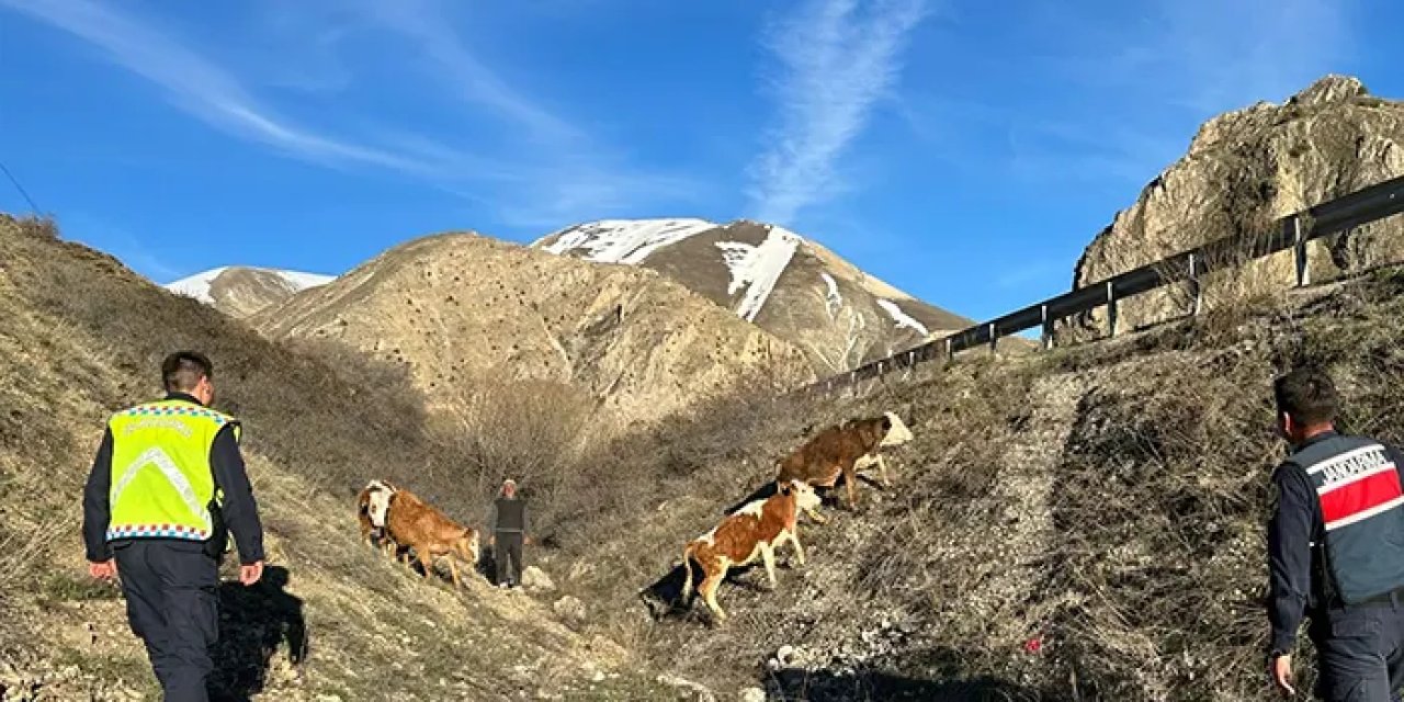 Bayburt'ta kaybolan 4 büyükbaş hayvanı jandarma buldu