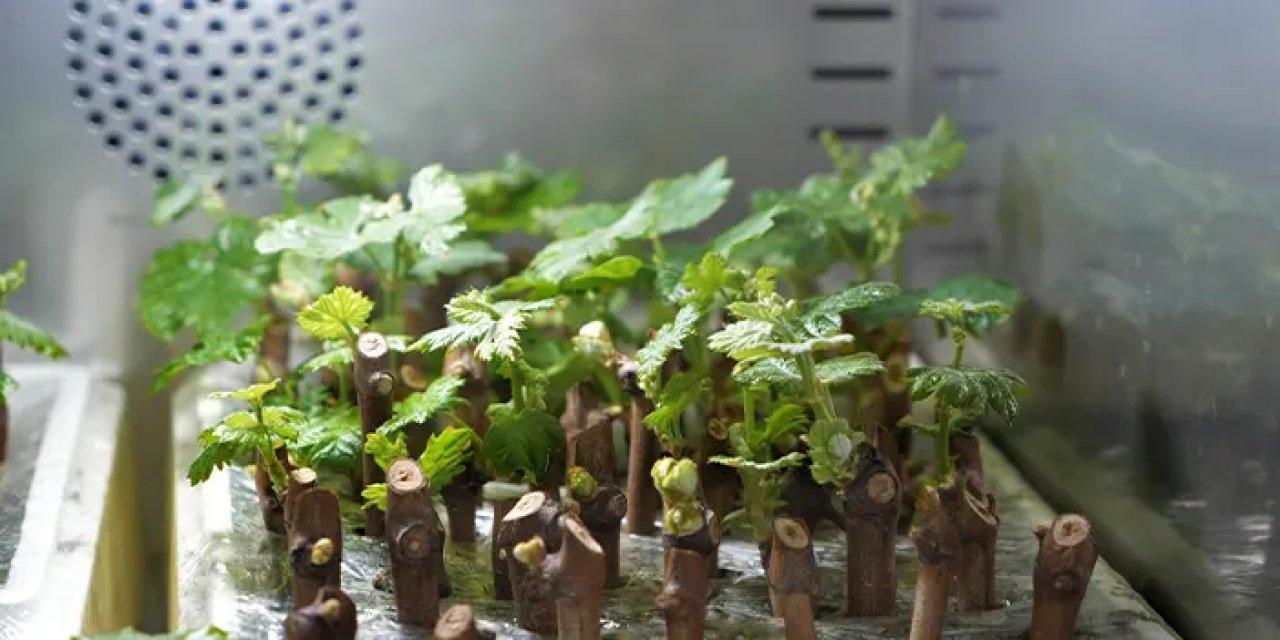 Samsun'da kokulu üzüm çekirdeksiz üzüm haline gelecek