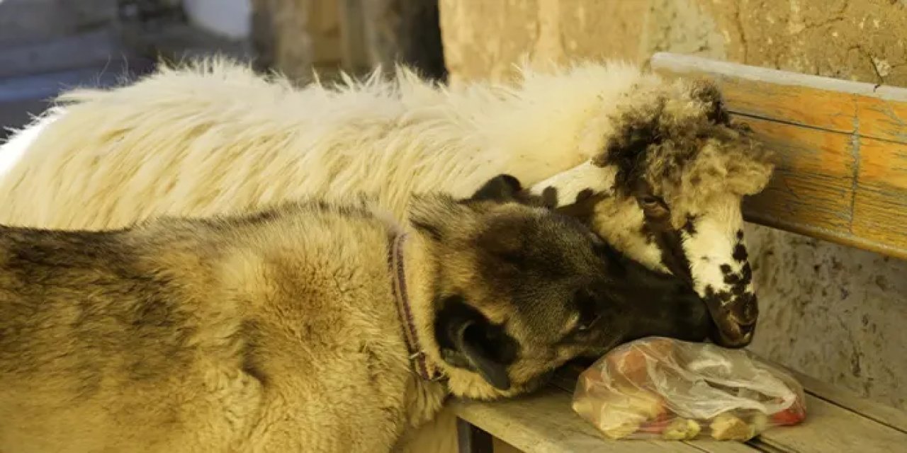 Gümüşhane'de koyun ve kopeğin kıyasıya mücadelesi gülümsetti