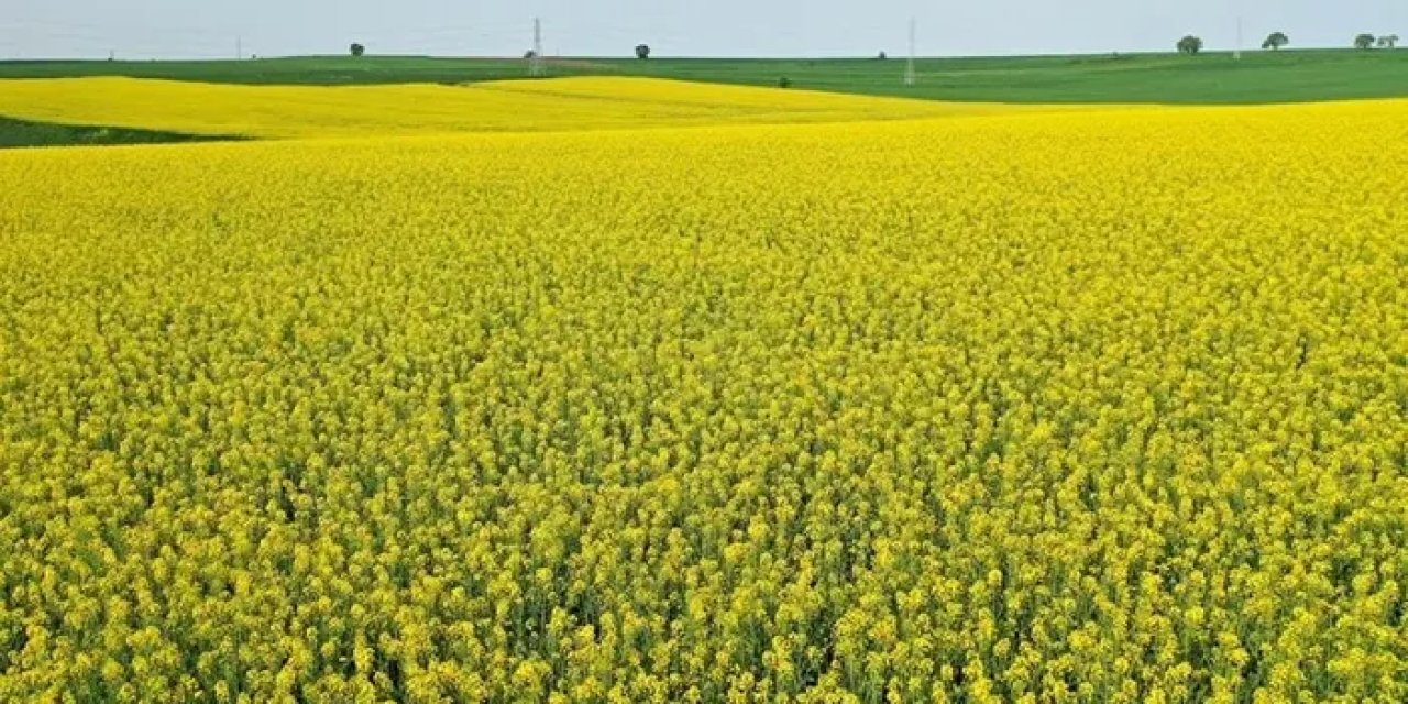 Edirne Tarlaları Sarıya Büründü: Kanola Çiçekleri Görsel Şölen Sunuyor