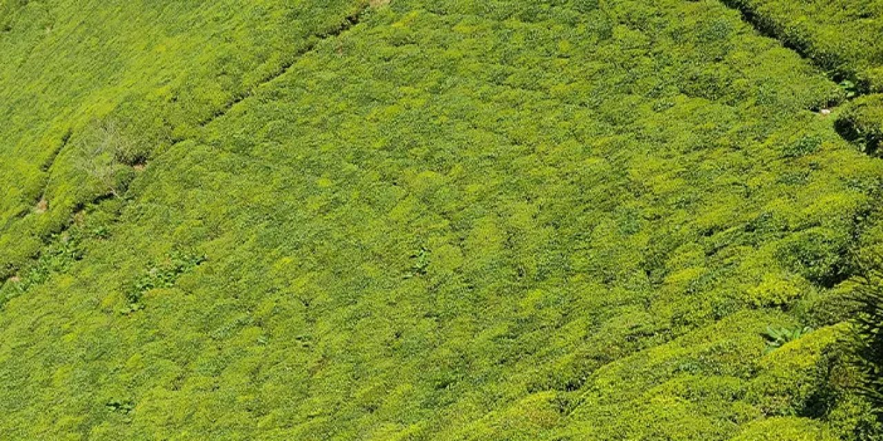 Of Ziraat Odası Başkanı Saral: "Çay budaması için son 15 gün"