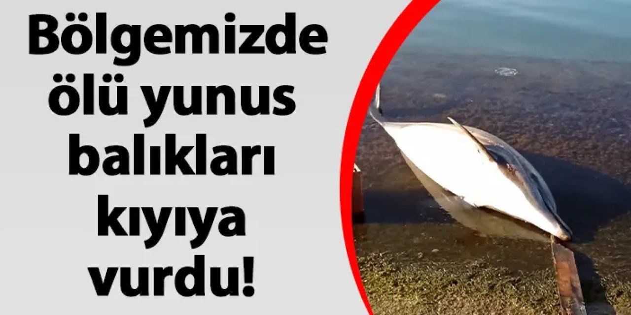 Artvin'de ölü yunus balıkları kıyıya vurdu!