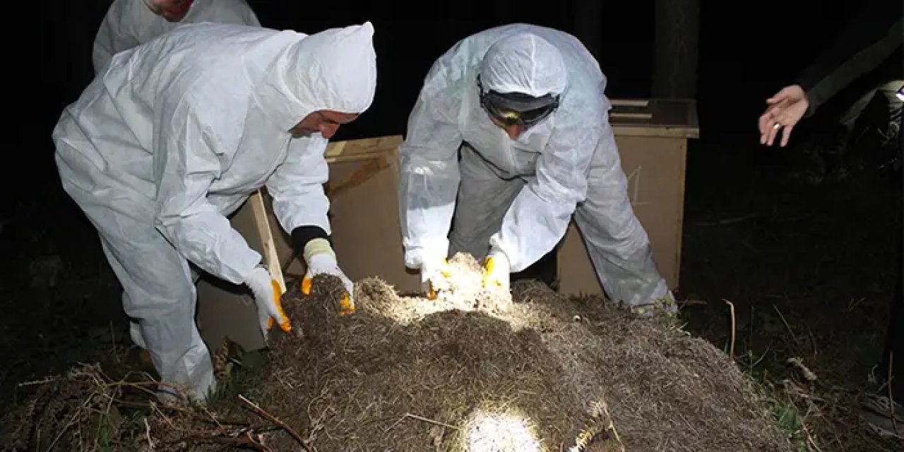 Samsun'da kırmızı orman karıncaları yeni yuvalarına taşındı