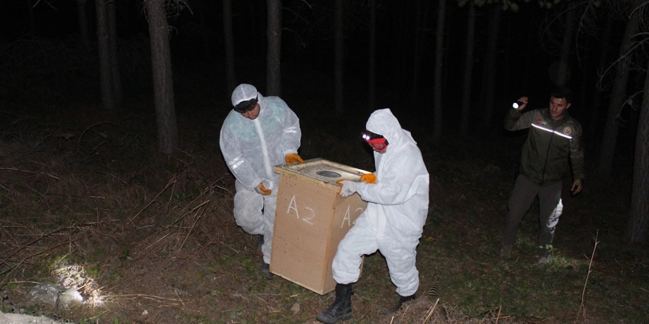 Samsun'da gece yarısı kırmızı karınca operasyonu: Zararlı böcekleri yiyecek