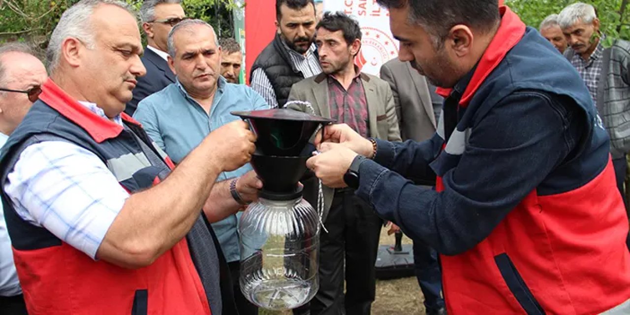 Samsun'da kahverengi kokarcayla tuzaklı mücadele