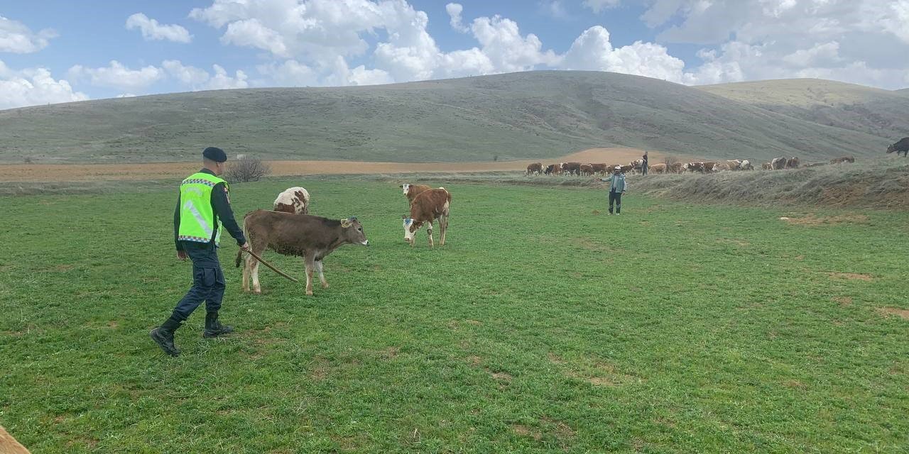 Bayburt'ta kayıp hayvanları böyle buldular