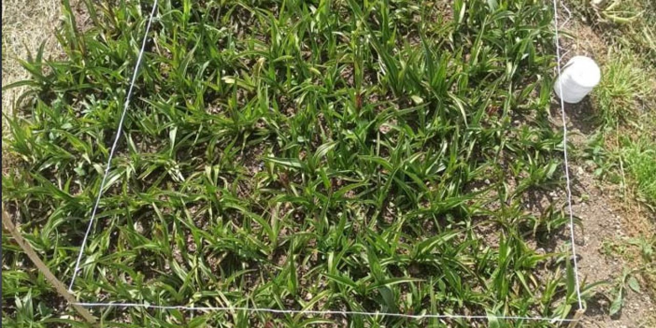 Giresun'da salep üretimi yüzleri güldürdü