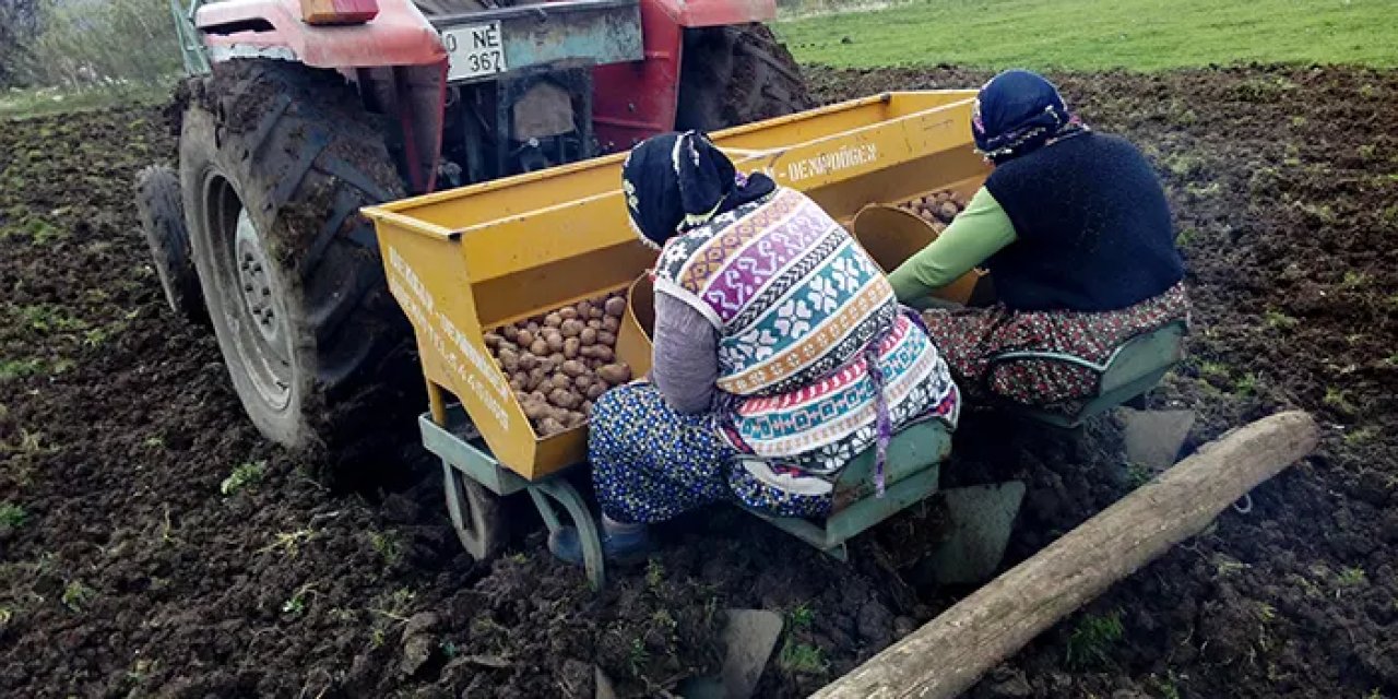 Tokat'ta patates ekimi başladı