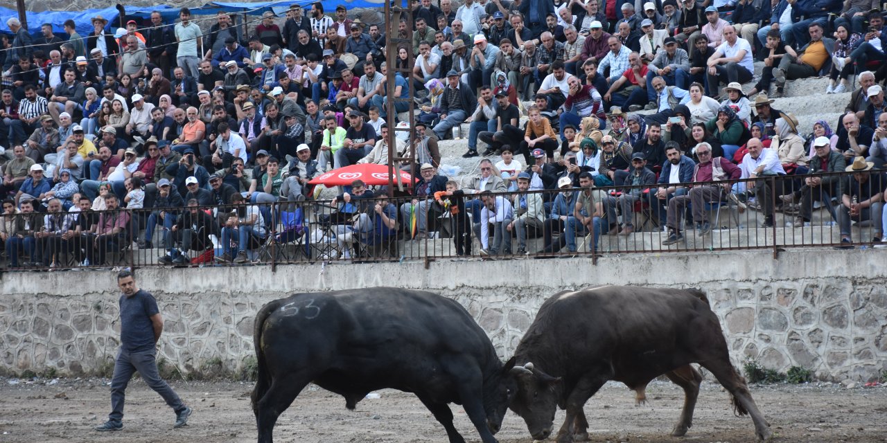 Artvin'de Geleneksel Boğa Güreşleri Festivali" sona erdi