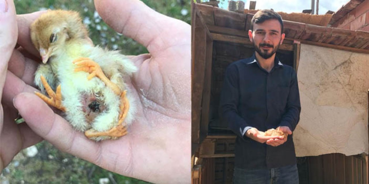 Bursa'da 4 bacaklı civciv görenleri hayrete düşürüyor