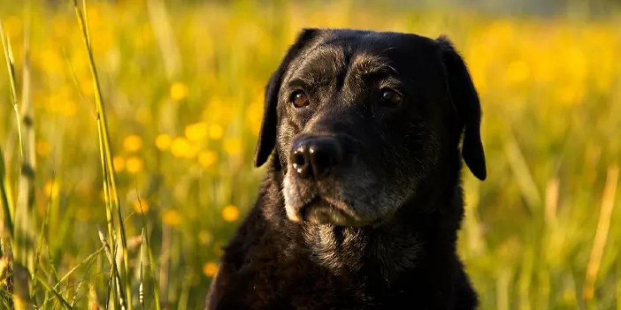 Rüyada köpek görmek ne anlama gelir? Rüyada köpek görmek neyi ifade eder? Rüyada köpek görmenin anlamı nedir?