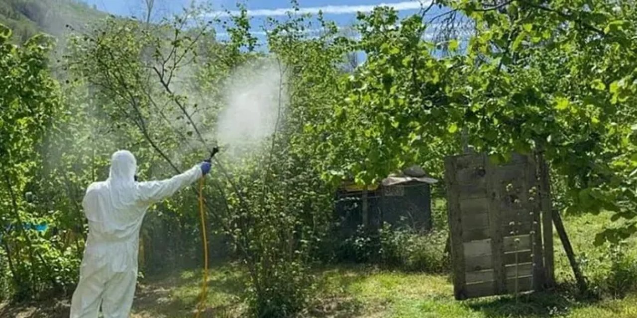 Fındık'ta kahverengi kokarca tehdidi!