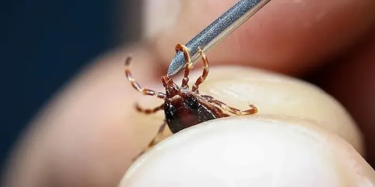 Gümüşhane'de kene kabusu! 10 günde vakalar katlandı