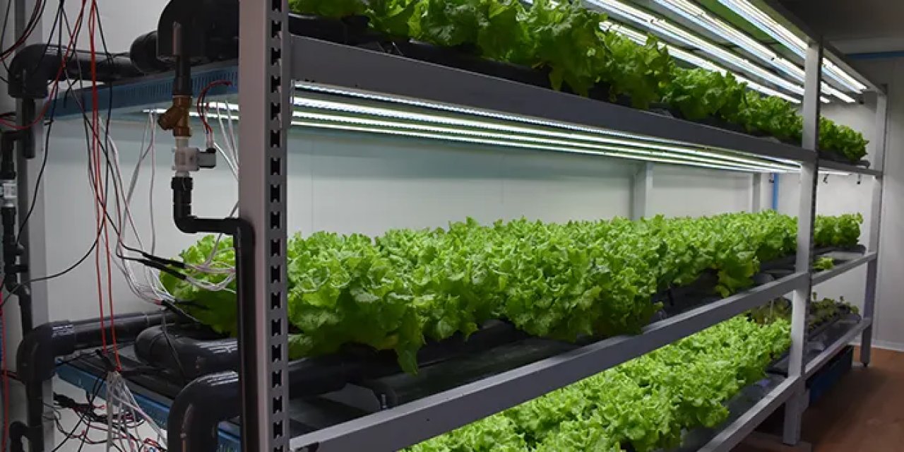 Trabzon'da öğrenciler topraksız tarımla sebze yetiştiriyor