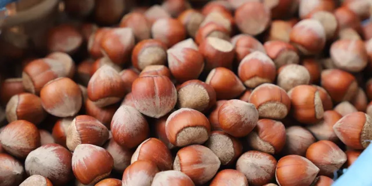 Fındık yer paraları yattı mı? Ne zaman yatacak? Alan bazlı destek ödemeleri 2024