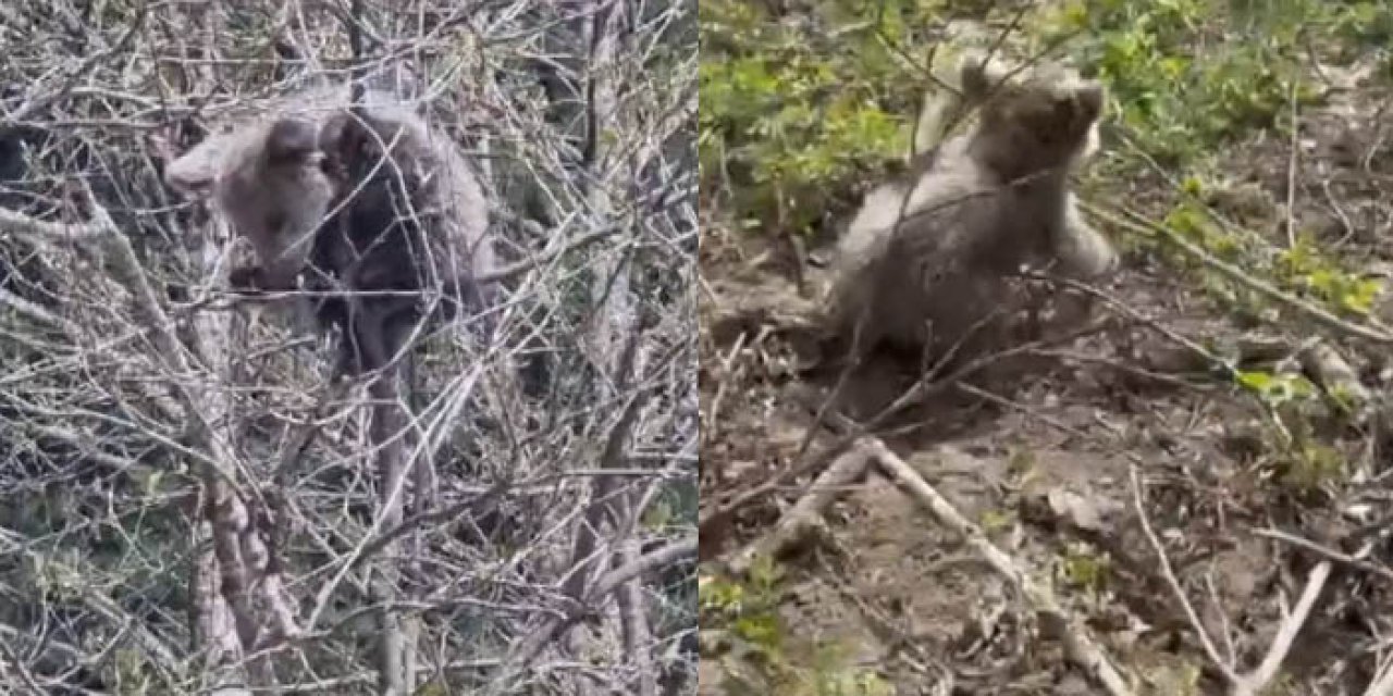 Artvin'de ağaca çıkan ayı mahsur kaldı