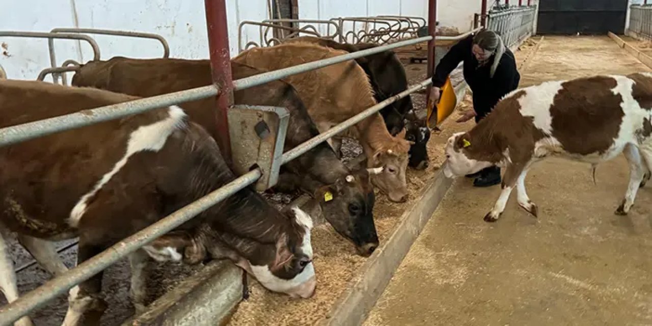 Yıllar sonra Giresun'daki köyüne dönüp mandıra kurdu