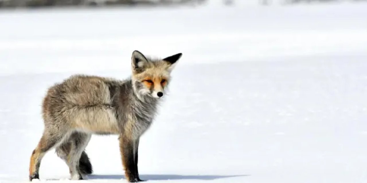 Bayburt'ta aç kalan tilkiyi kekle besledi!