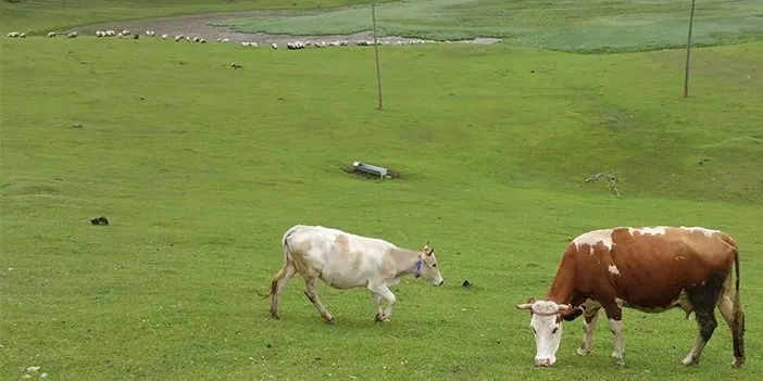 Giresun'da yaylacılara mera ve yaylaklarda otlatma uyarısı
