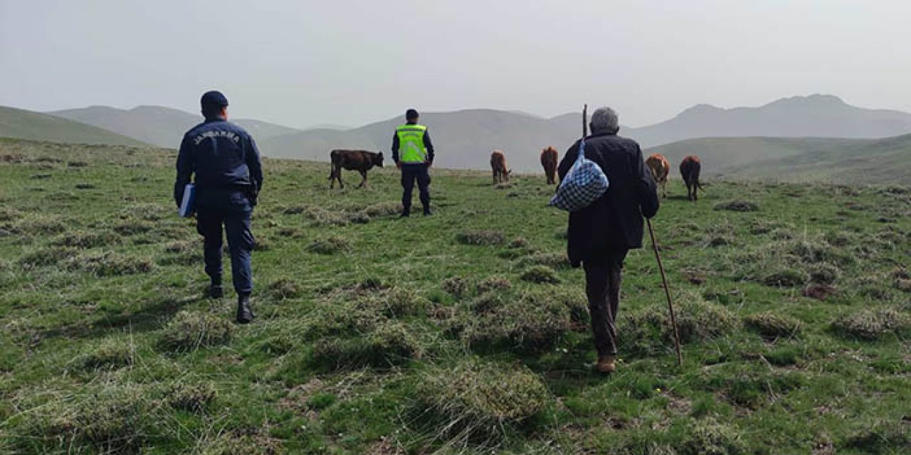 Bayburt'ta büyükbaş hayvanları kayboldu! Dron yardımıyla bulundu