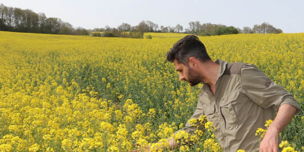 Samsun'da tarlalar kanolalar ile sarıya büründü.