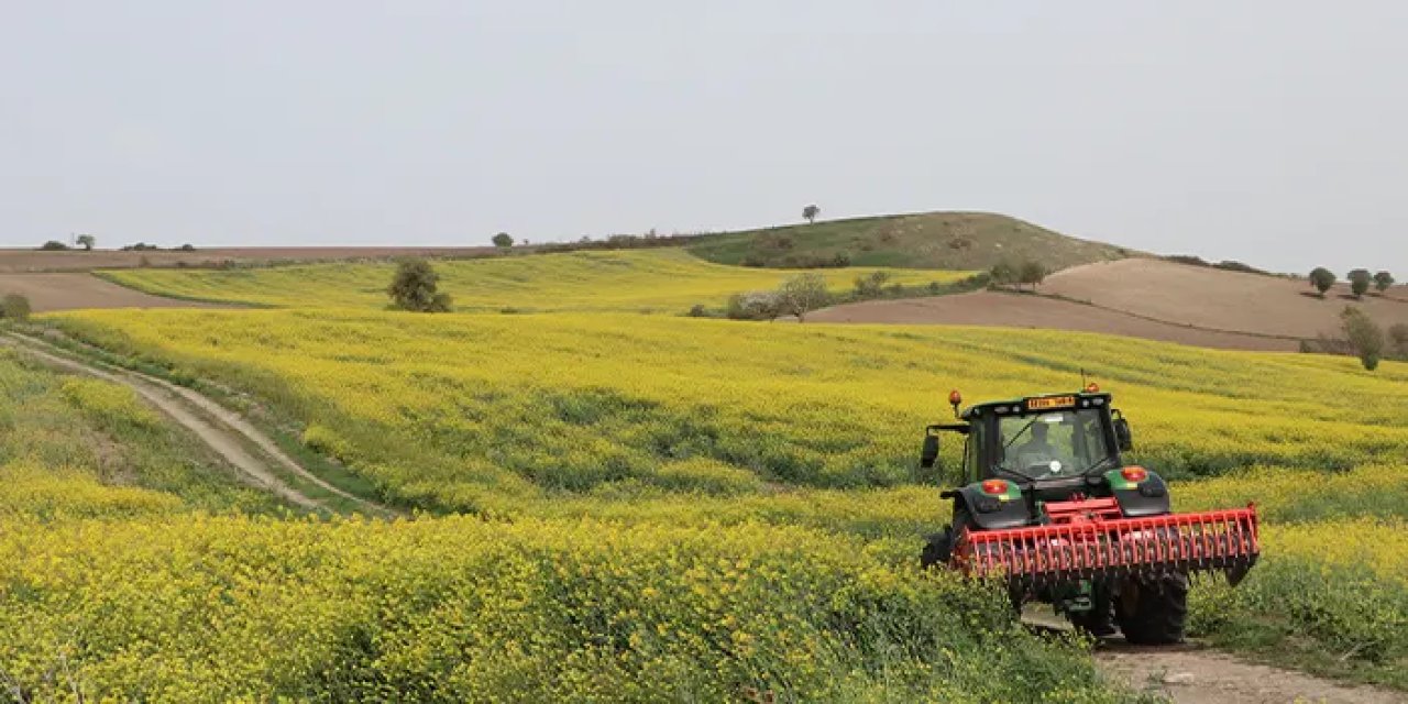 Samsun'da kanola çiçek açtı! Tarlalar sarıya boyandı
