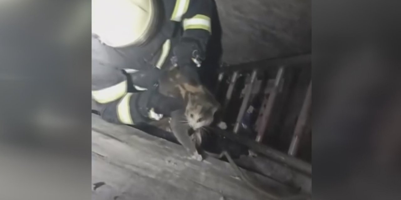 Ordu'da havalandırma boşluğuna düşen kedinin imdadına itfaiye ekipleri yetişti