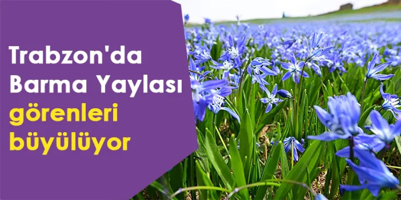 Trabzon'da Barma Yaylası görenleri büyülüyor