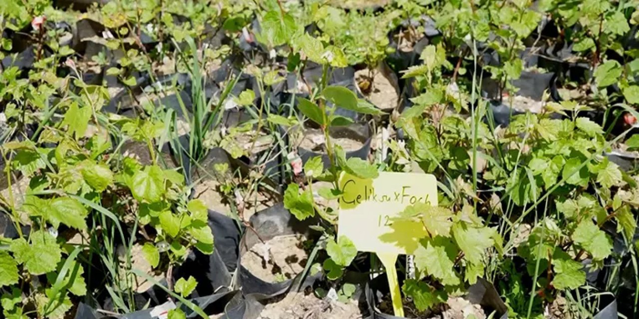 Bu projeyle Erzurum ve Kars'ta bile üzüm yetişebilecek