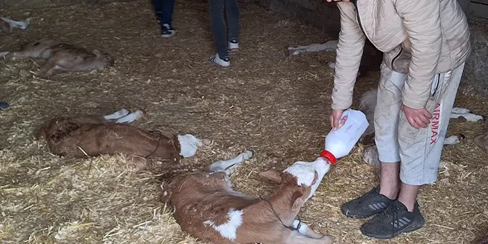 Samsun'da ahırdaki 12 buzağı ile 1 oğlak saldırgan hayvanlarca öldürüldü