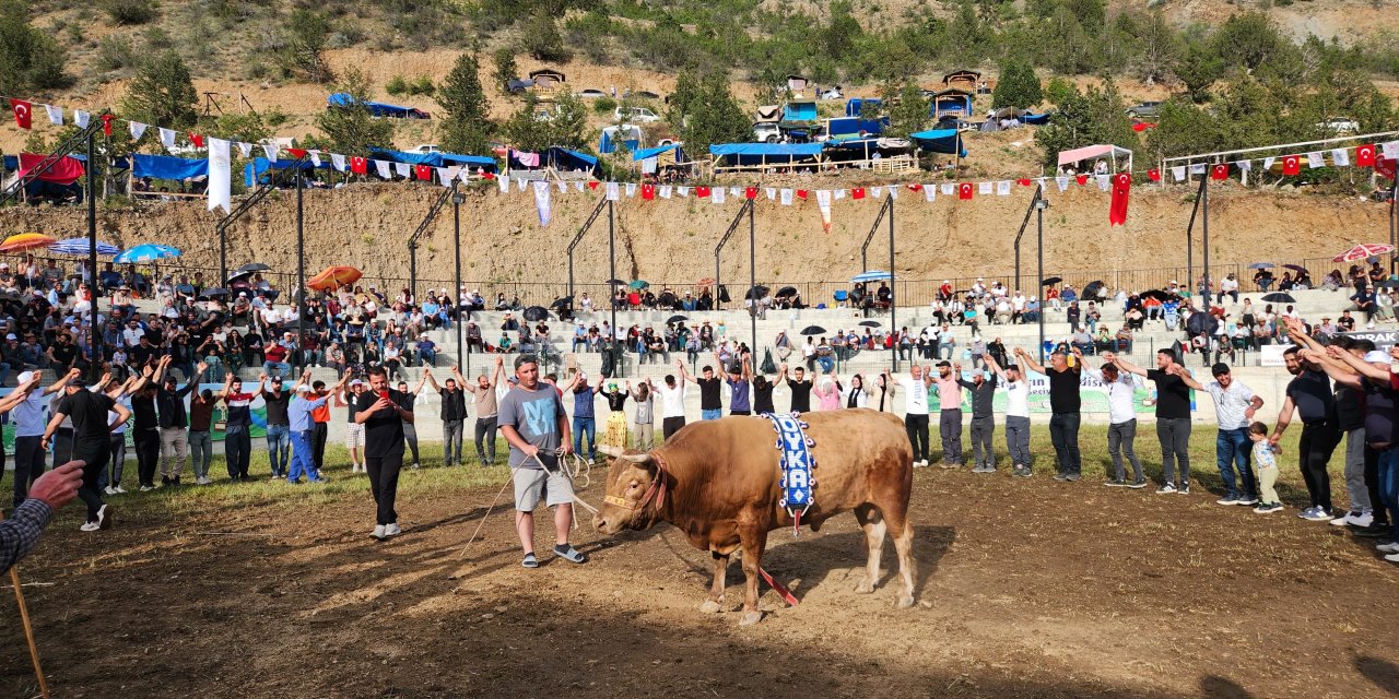 Artvin'de "Yusufeli Geleneksel Derekapı Boğa Güreşleri"